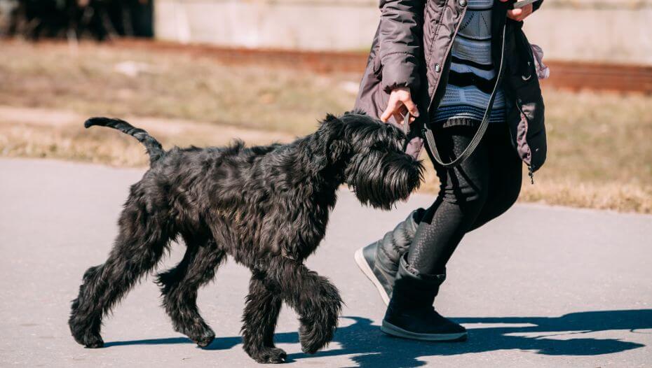 Big best sale giant schnauzer